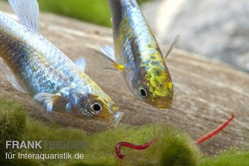 Auch für Guppys ist Lebendfutter ein hervorrgendes Fischfutter