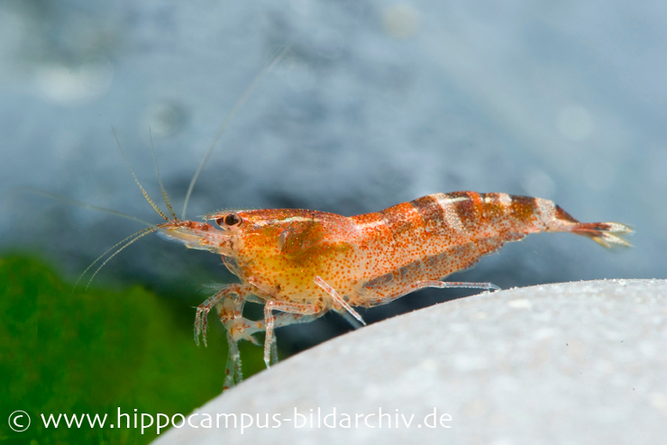 Wild gefangene Zwerggarnele aus Indien Zwerggarnele aus Indien