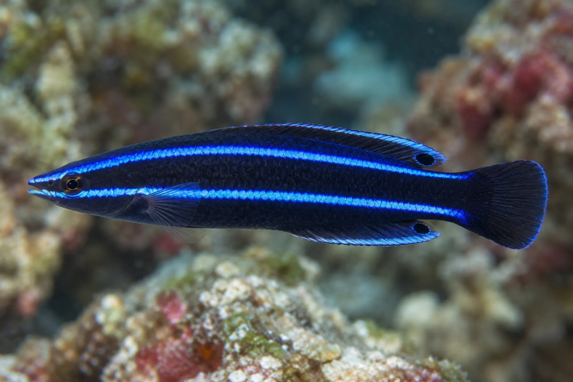 Arabischer Putzer-Lippfisch, Labroides quadrilineatus