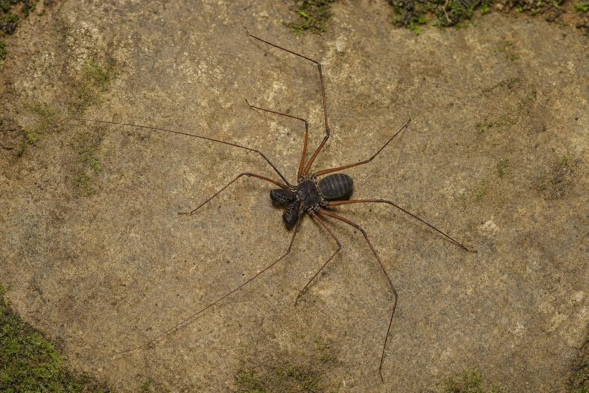 Borneo-Geißelspinne, Catageus sp.