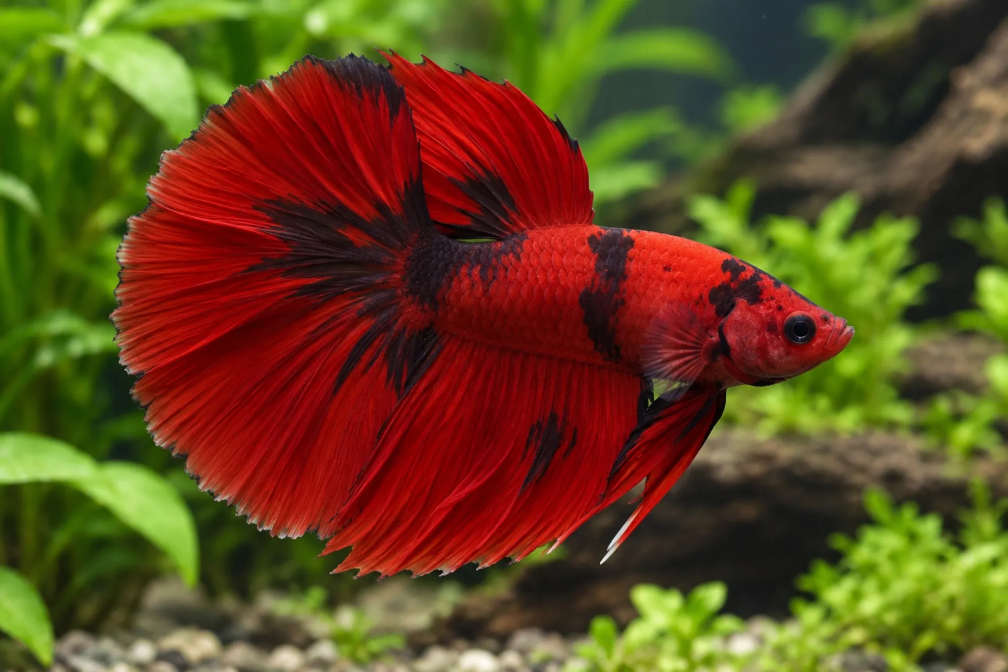 Halfmoon-Hellboy-Kampffisch (Männchen), Betta splendens