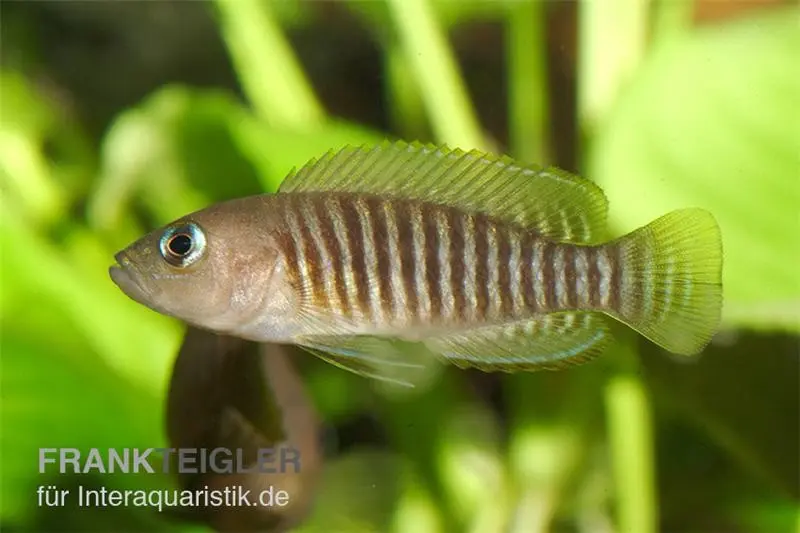 Gestreifter Schneckenbuntbarsch, Neolamprologus multifasciatus, DNZ
