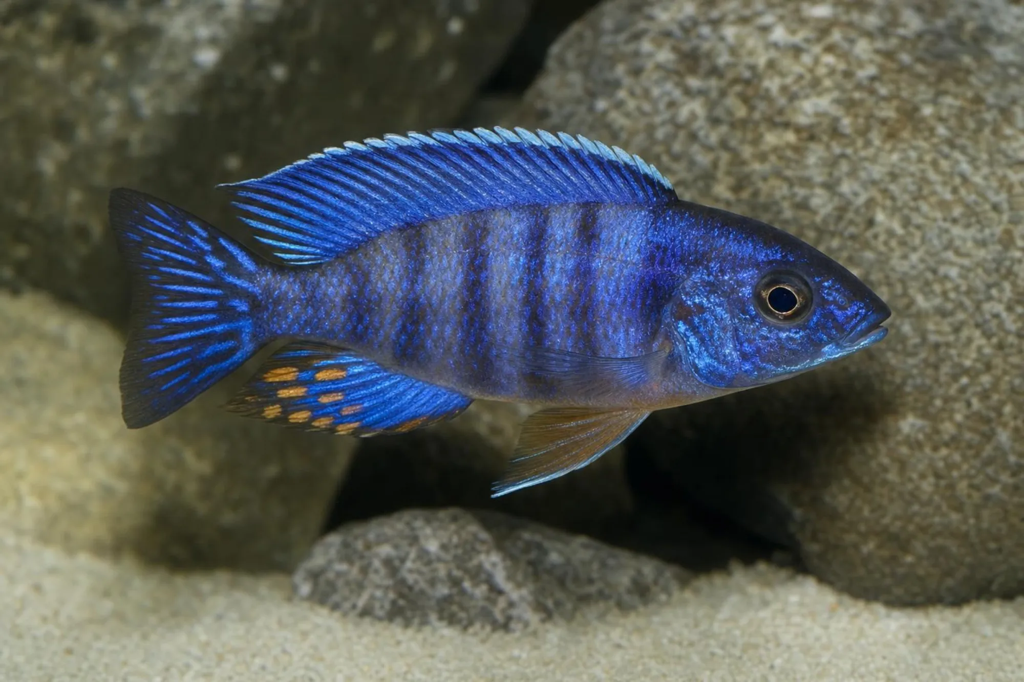 Mbenji-Kaiserbuntbarsch „Blue Regal“, Aulonocara koningsi