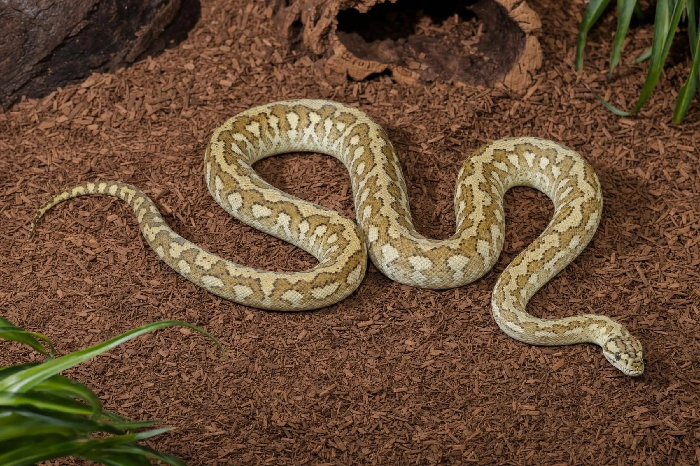 Hypo-Teppichpython, Morelia spilota