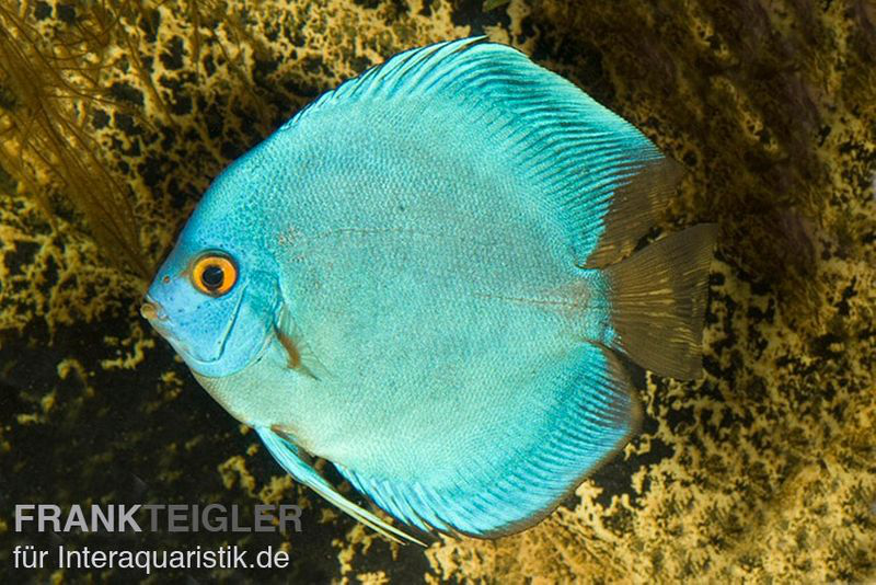 Diskusfische gibt es in vielen Farbvarianten Diskusfisch in blauer Farbe