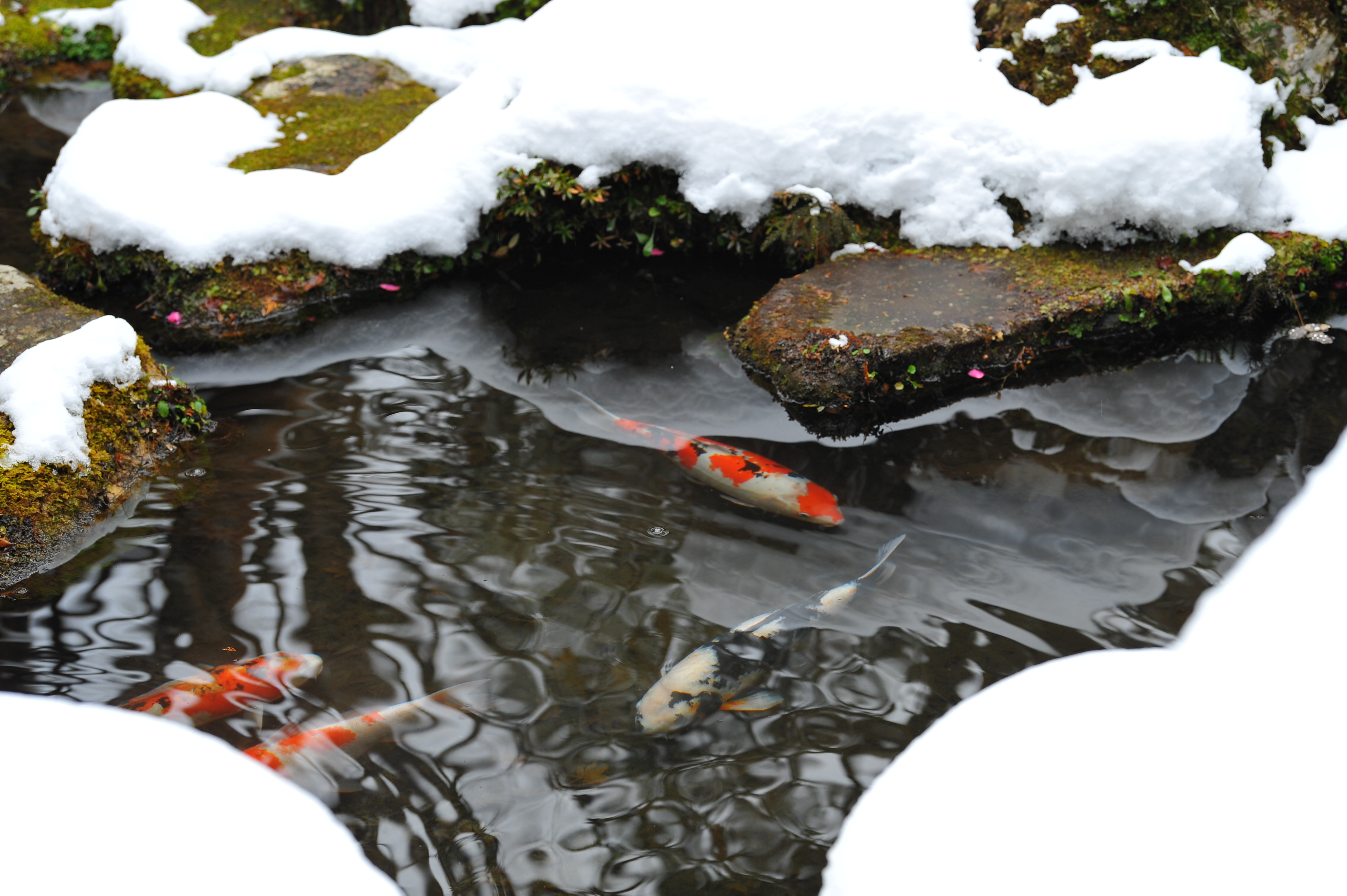 Winterharte Koi im Teich
