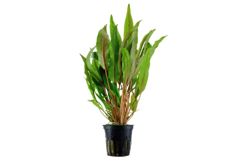 Breitblättriger Wasserkelch, Cryptocoryne undulata, im Topf