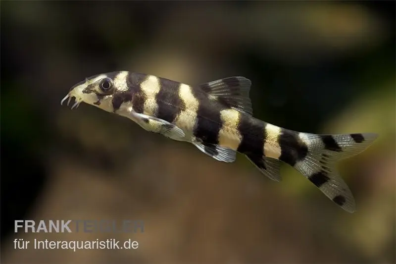 Burma Prachtschmerle, Botia histrionica, 3-4 cm