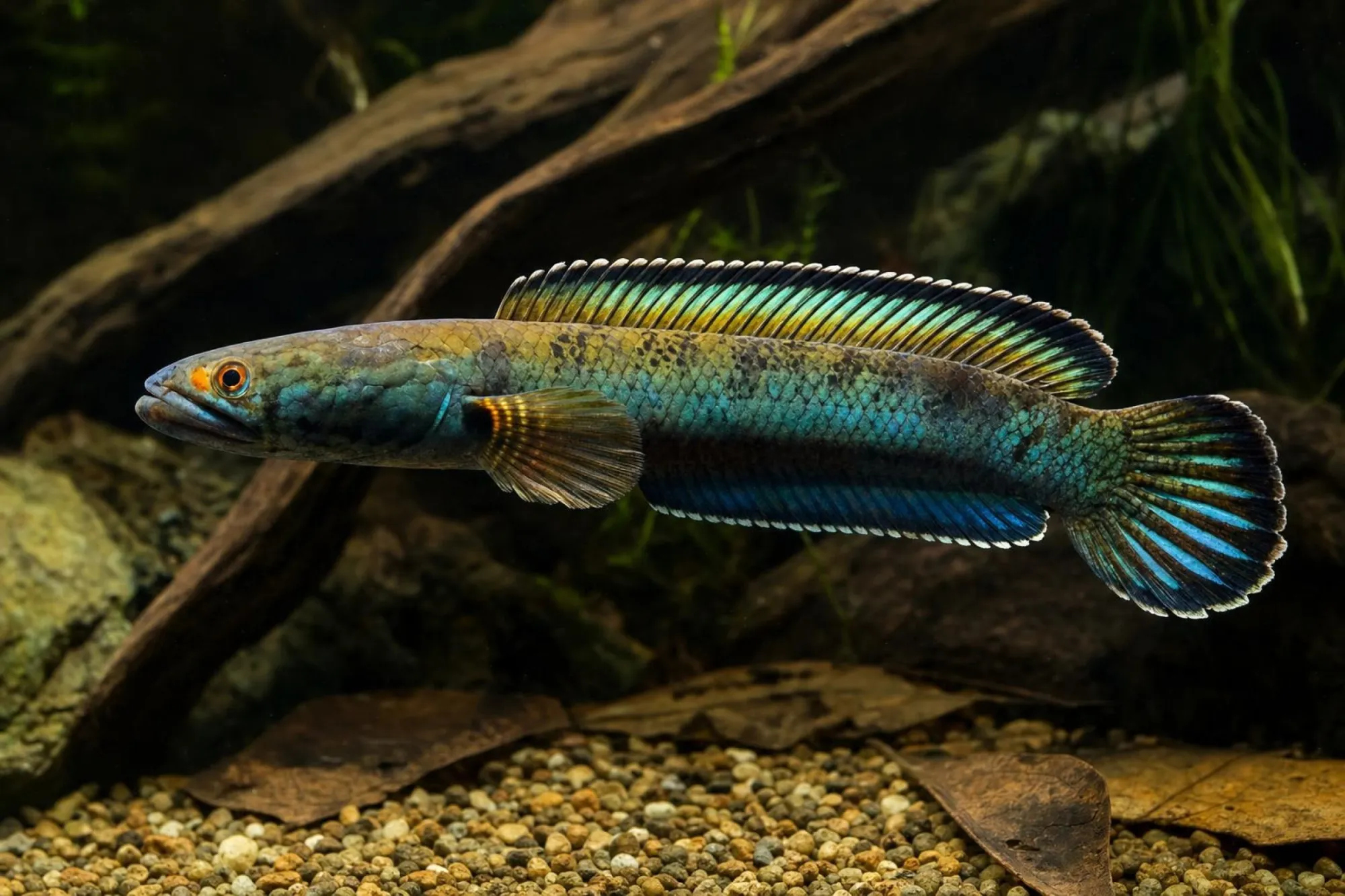 Leopard-Schlangenkopffisch, Channa pardalis