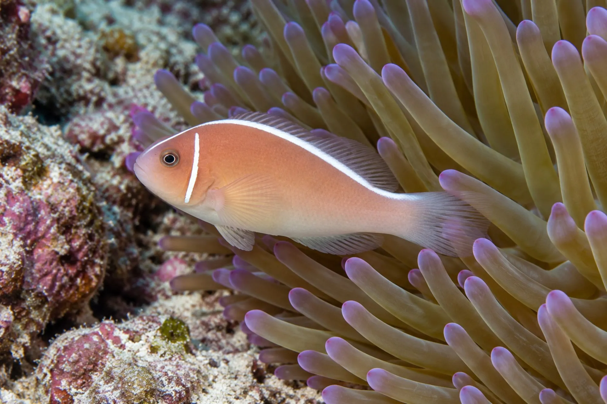 Halsband-Anemonenfisch Nachzucht, Amphiprion perideraion