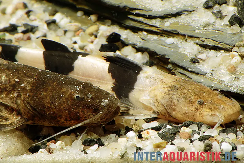 Großer Harlekinwels, Pseudopimelodus bufonius