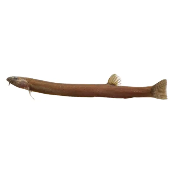 Dornaugen