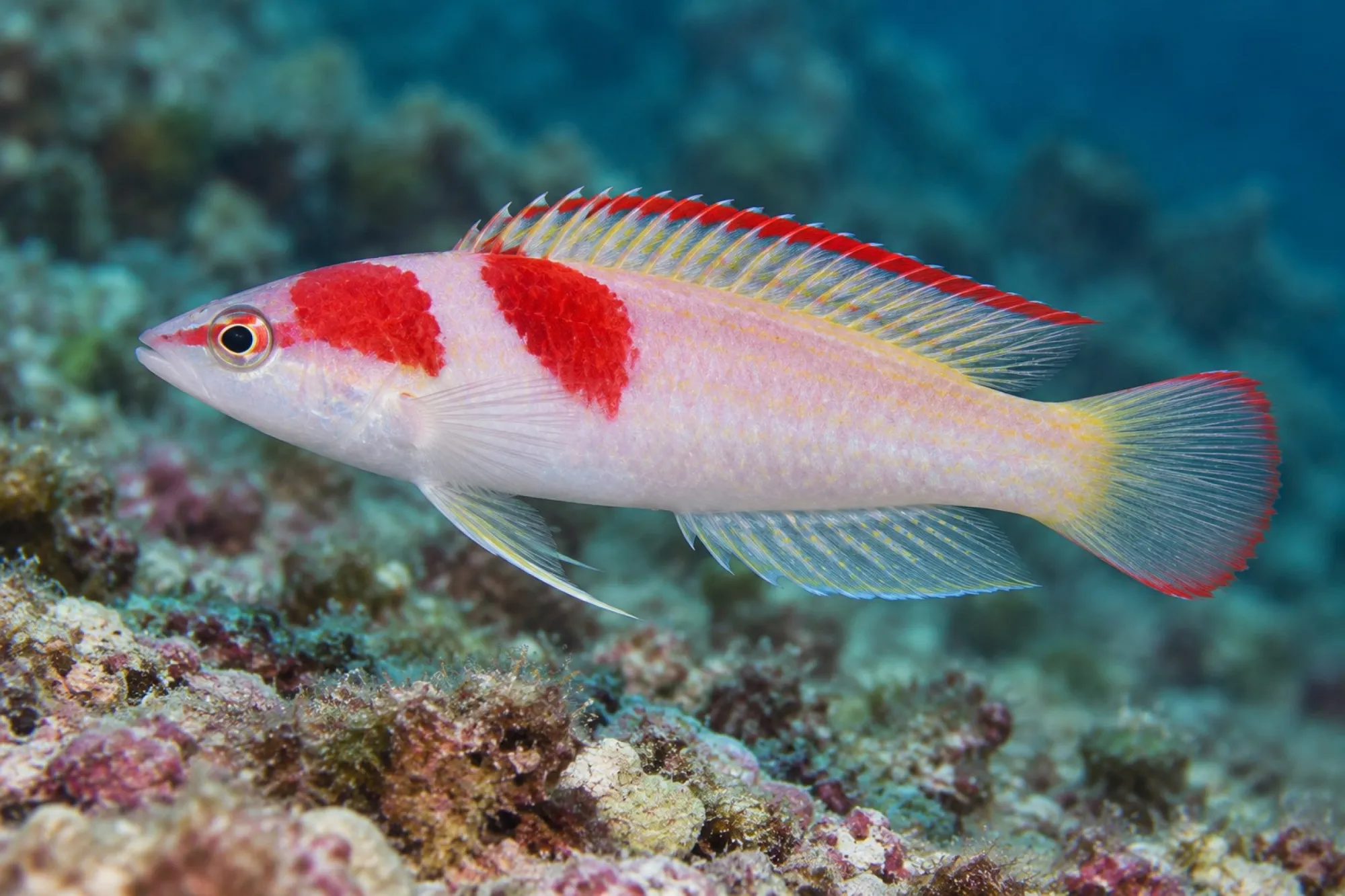 Debelius Zwerglippfisch, Cirrhilabrus adornatus