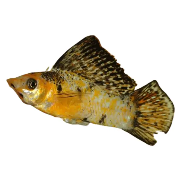 Segelkärpflinge