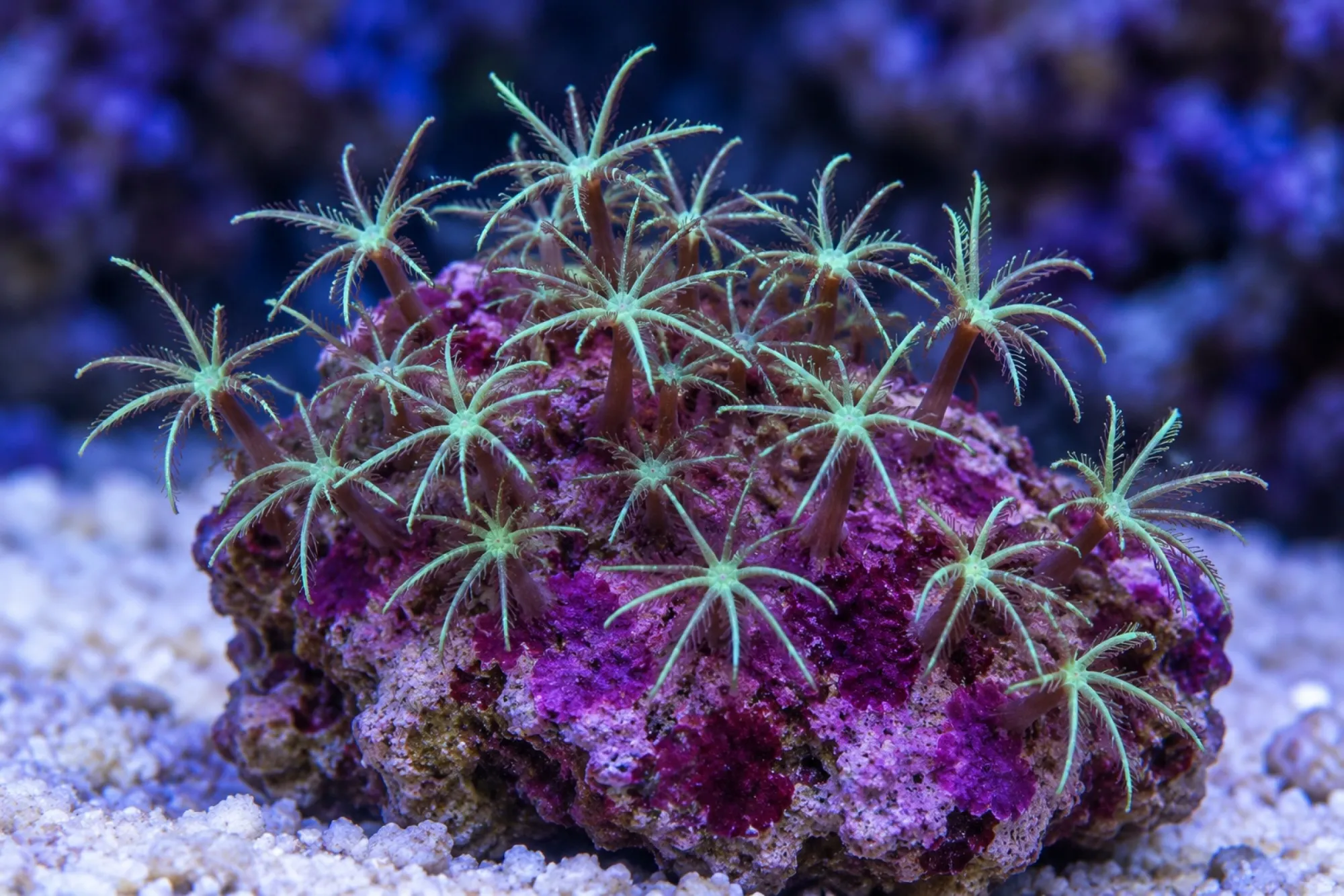 Röhrenkoralle „Juwel“ (Nachzucht), Pachyclavularia spec., Größe M–L