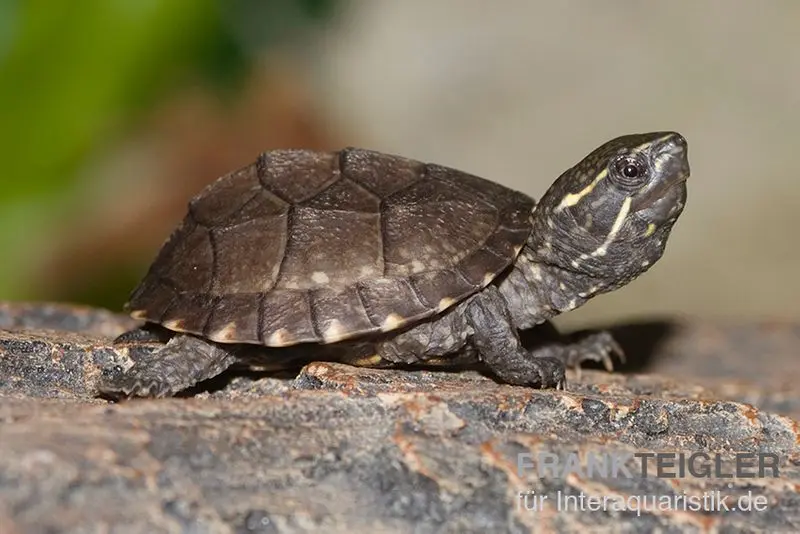 Gewöhnliche Moschusschildkröte, Sternotherus odoratus 