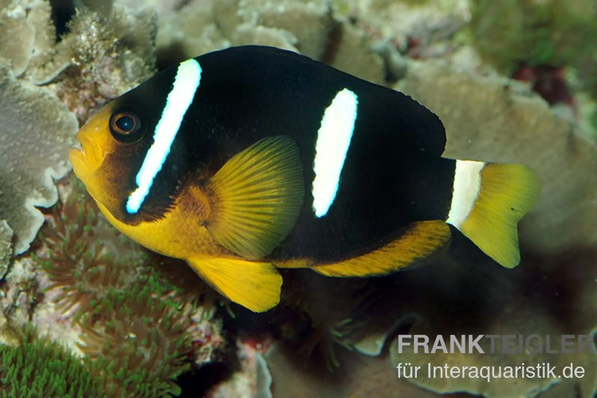 Clarks Anemonenfisch (Nachzucht), Amphiprion clarkii, ca. 3,0-4,0 cm