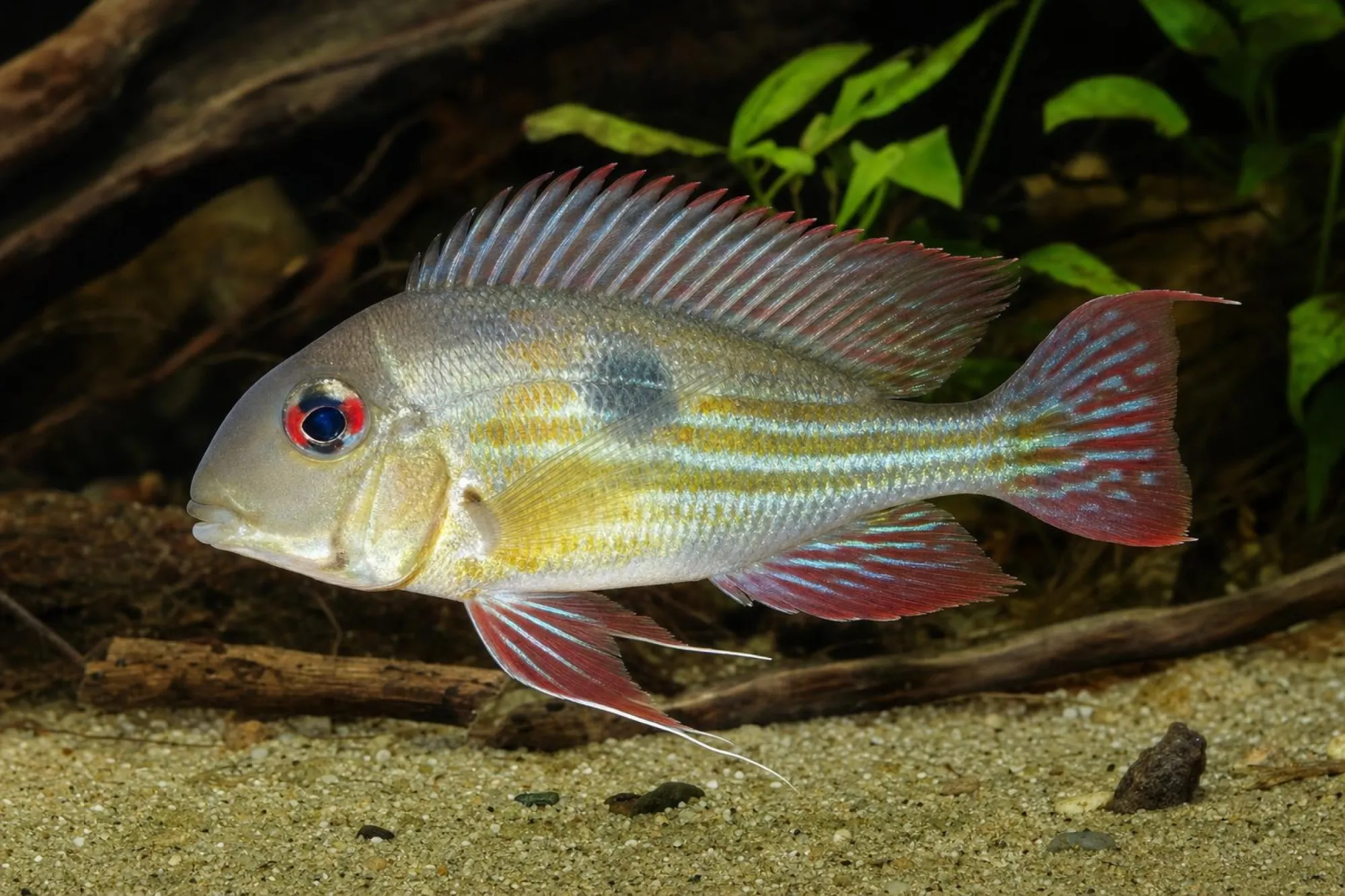 Proximus-Erdfresser, Geophagus proximus