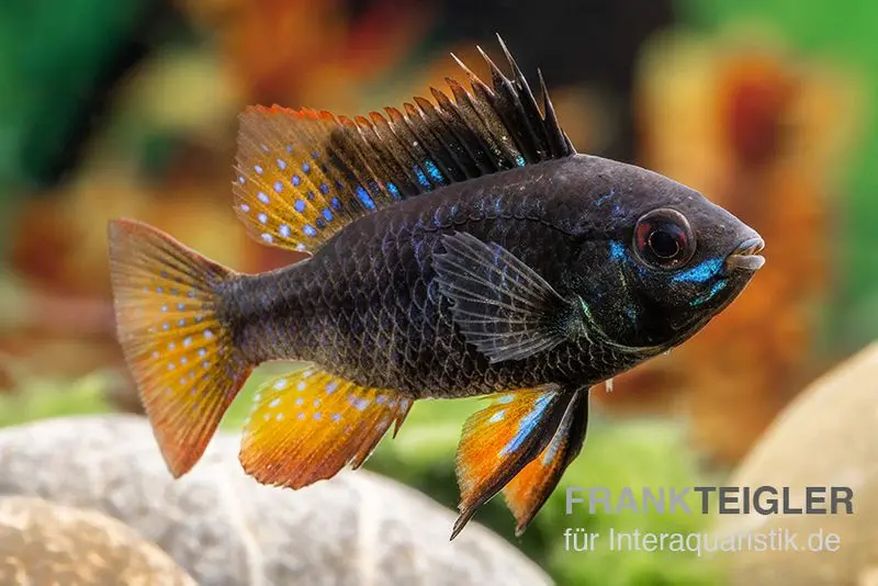 Schwarzer Schmetterlingsbuntbarsch, Microgeophagus ramirezi "Black"