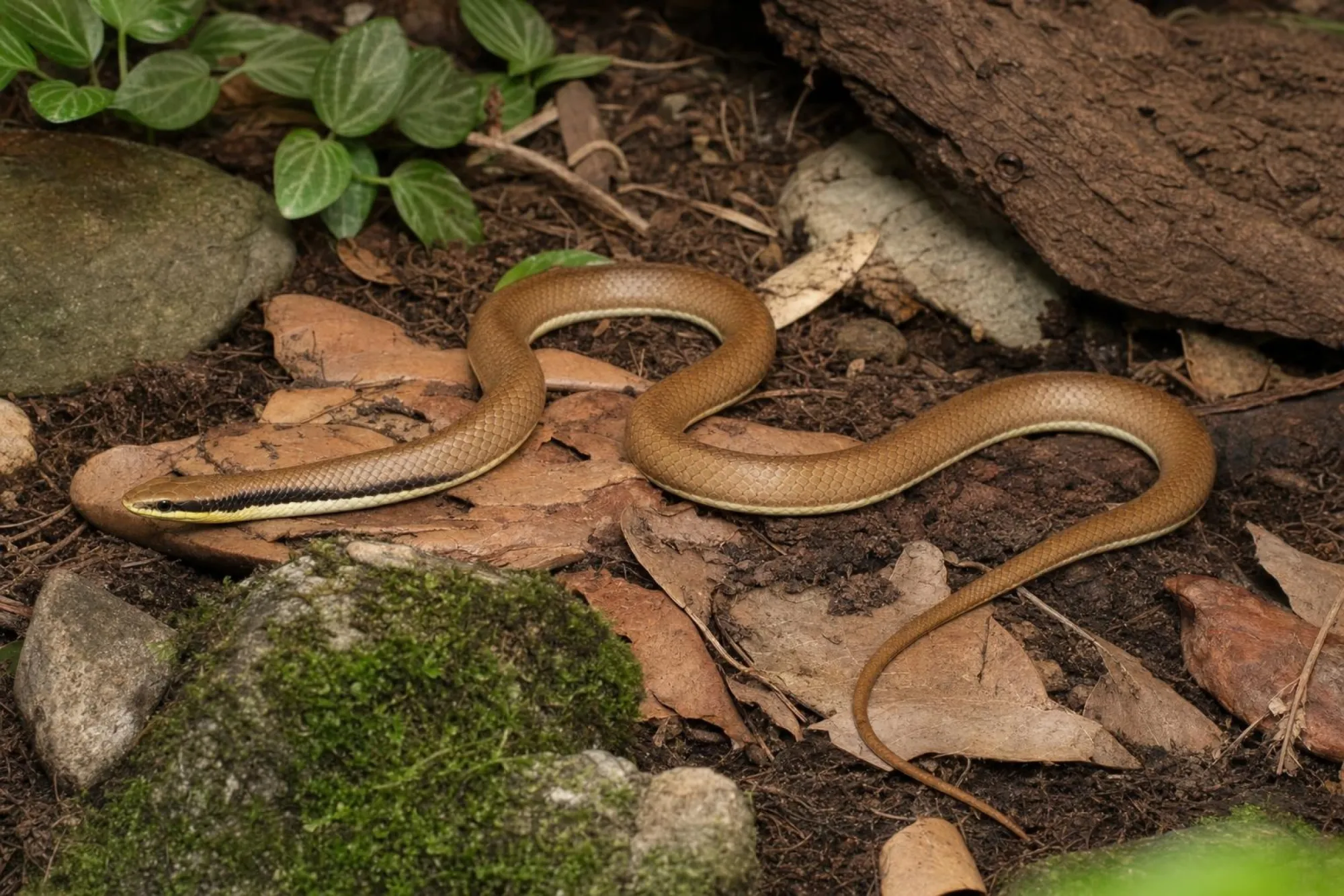 Dreifarbige Halsbandnatter, Liopeltis tricolor