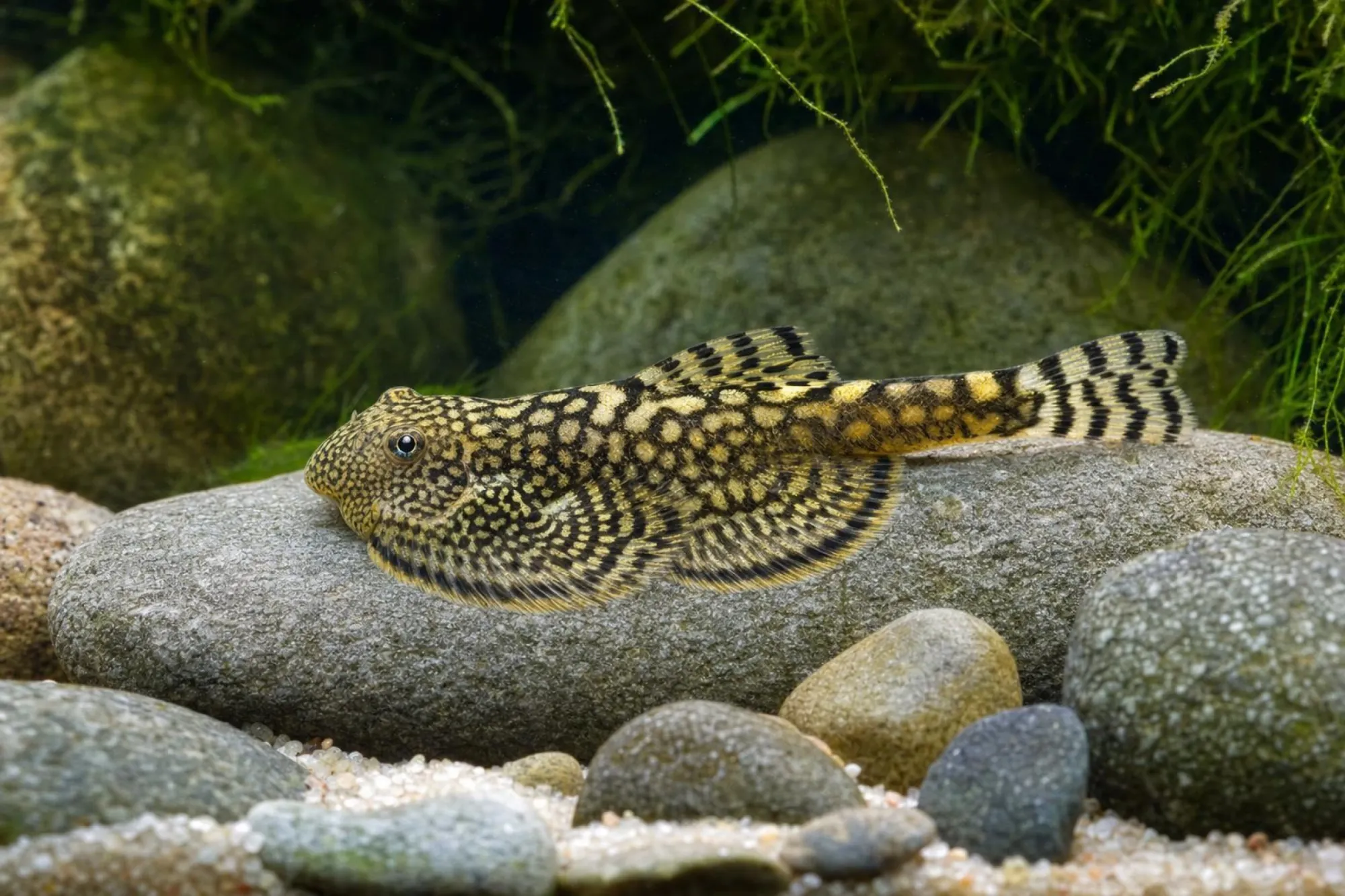Prachtflossensauger „Marble“, Sewellia sp.