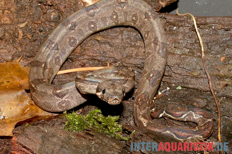 Boa constrictor imperator DNZ, Weiblich