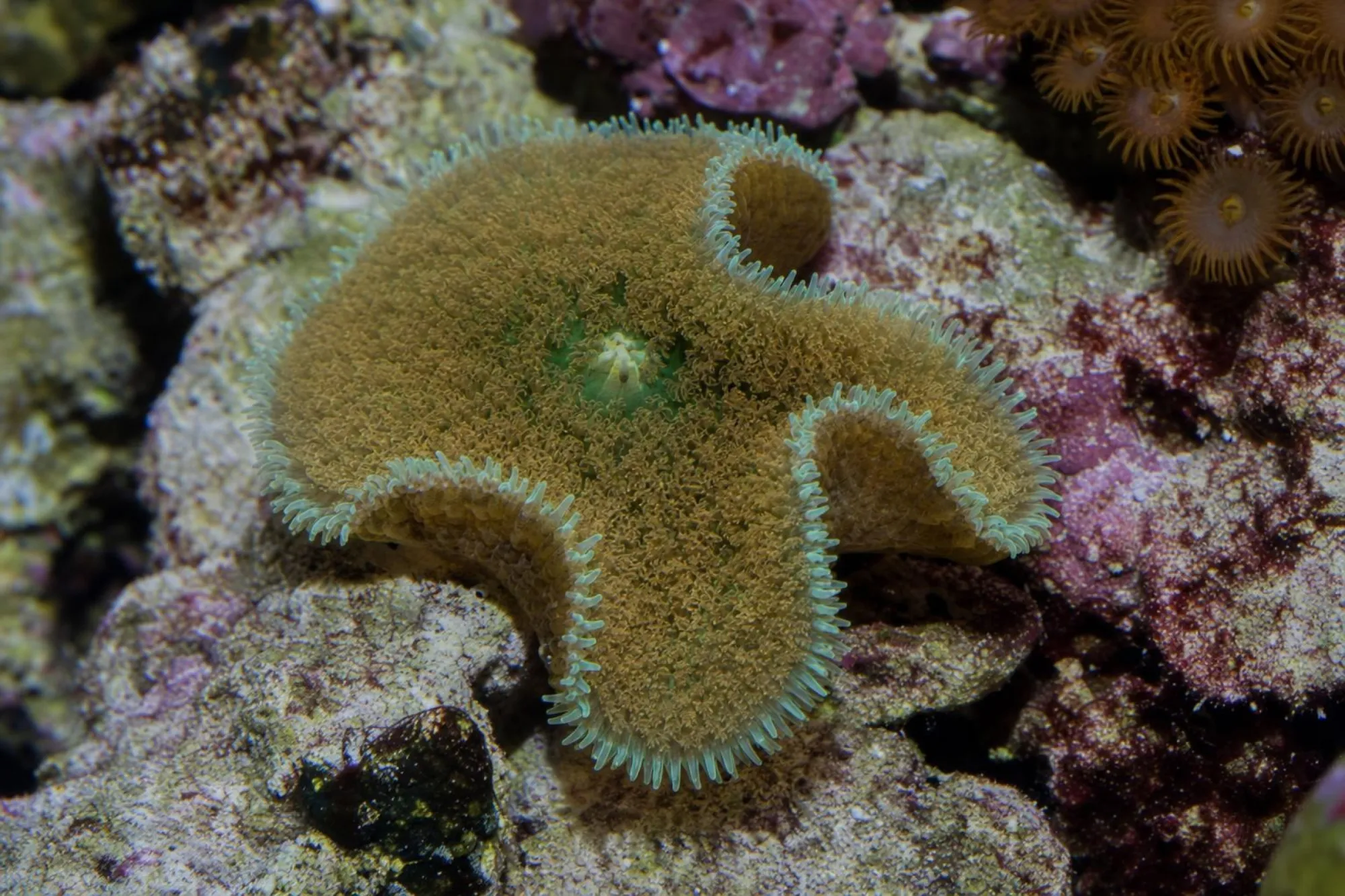 St.-Thomas-Scheibenanemone, Farbe zufällig, Rhodactis osculifera, 1 Polyp