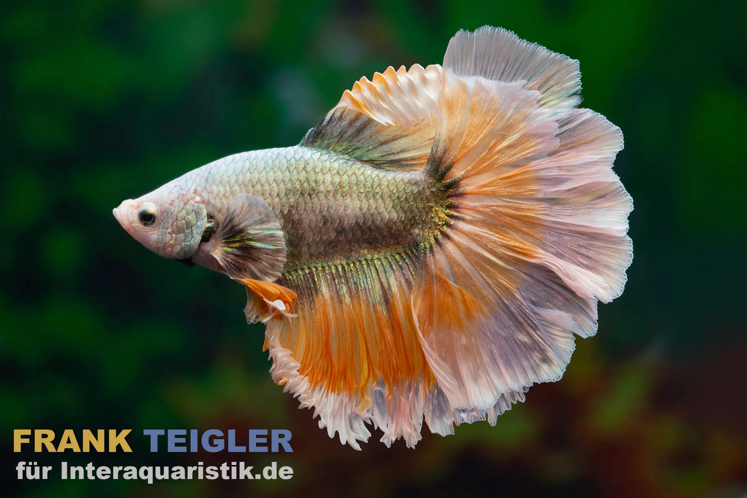 Halfmoon Kampffisch Copper Dragon orange (Betta splendens), Männchen mit großen halbmondförmigen Flossen, dichter metallischer Schuppenstruktur und wechselndem kupfer‑orange bis dunklem Glanz vor dunklem Hintergrund
