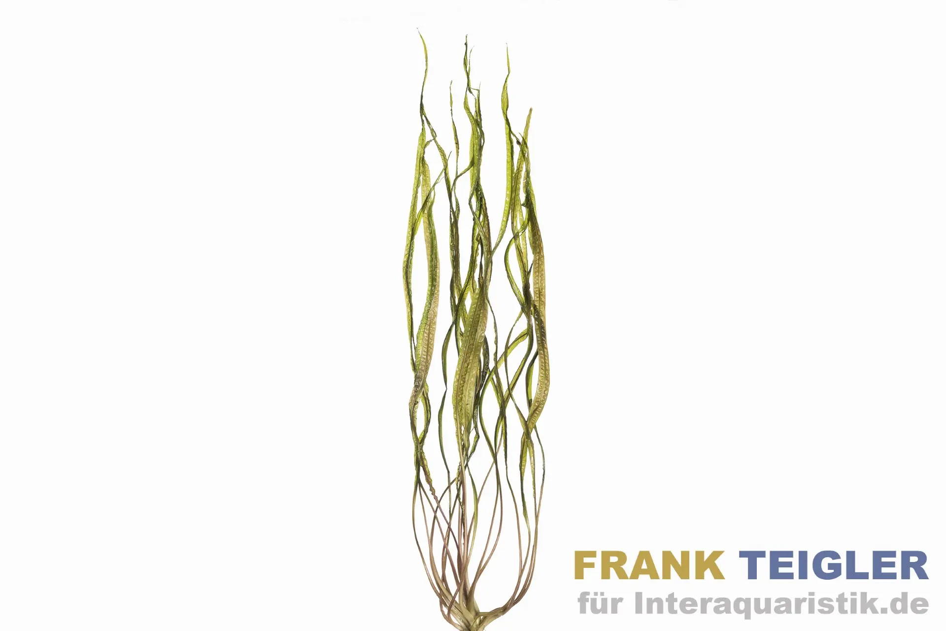 Afrikanische Wasserzwiebel, Crinum natans, Topf