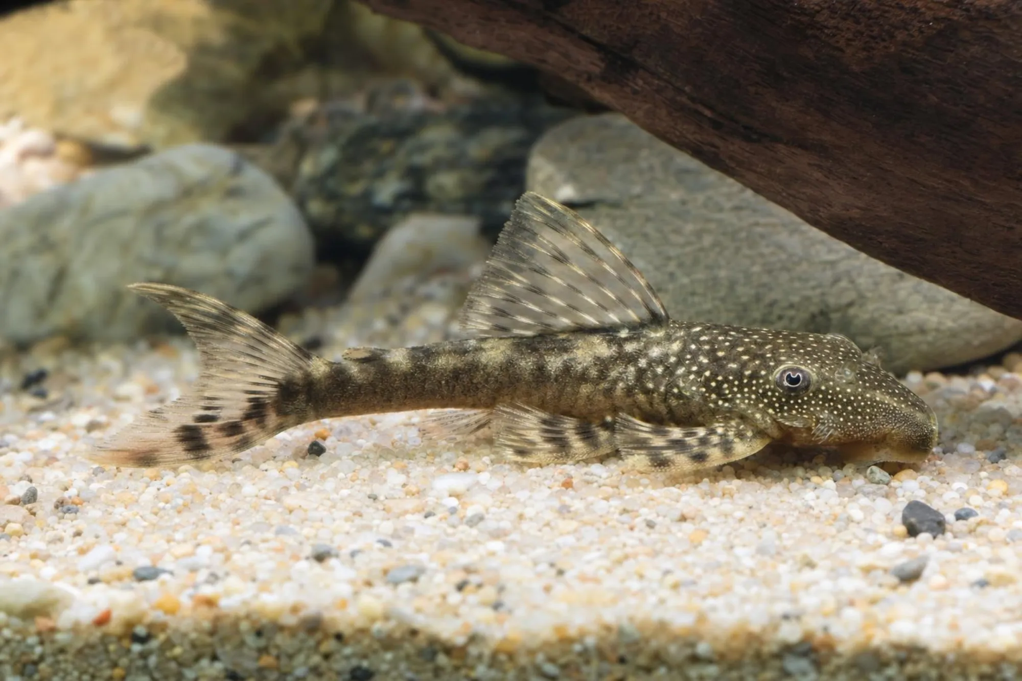 L92-Tentakel-Harnischwels, Lasiancistrus tentaculatus