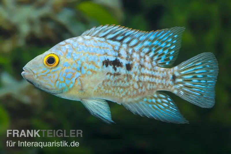 Perlcichlide, Herichthys carpintis (Cichlasoma carpinte)