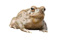 Amphibien