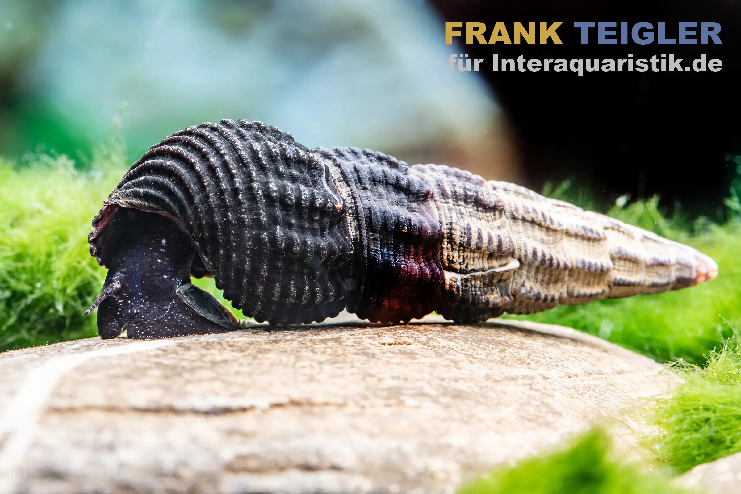 Schwarze Perlhuhnschnecke, Tylomelania patriarchalis