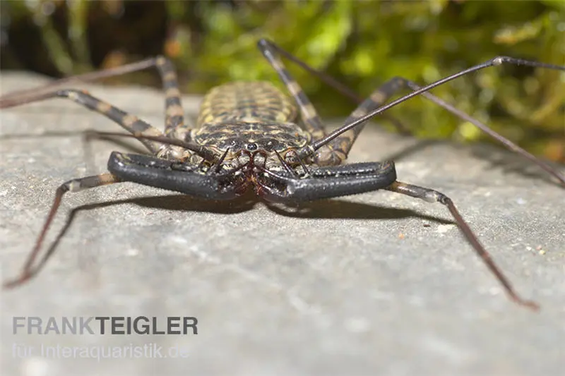 Geißelspinne, Damon diadema