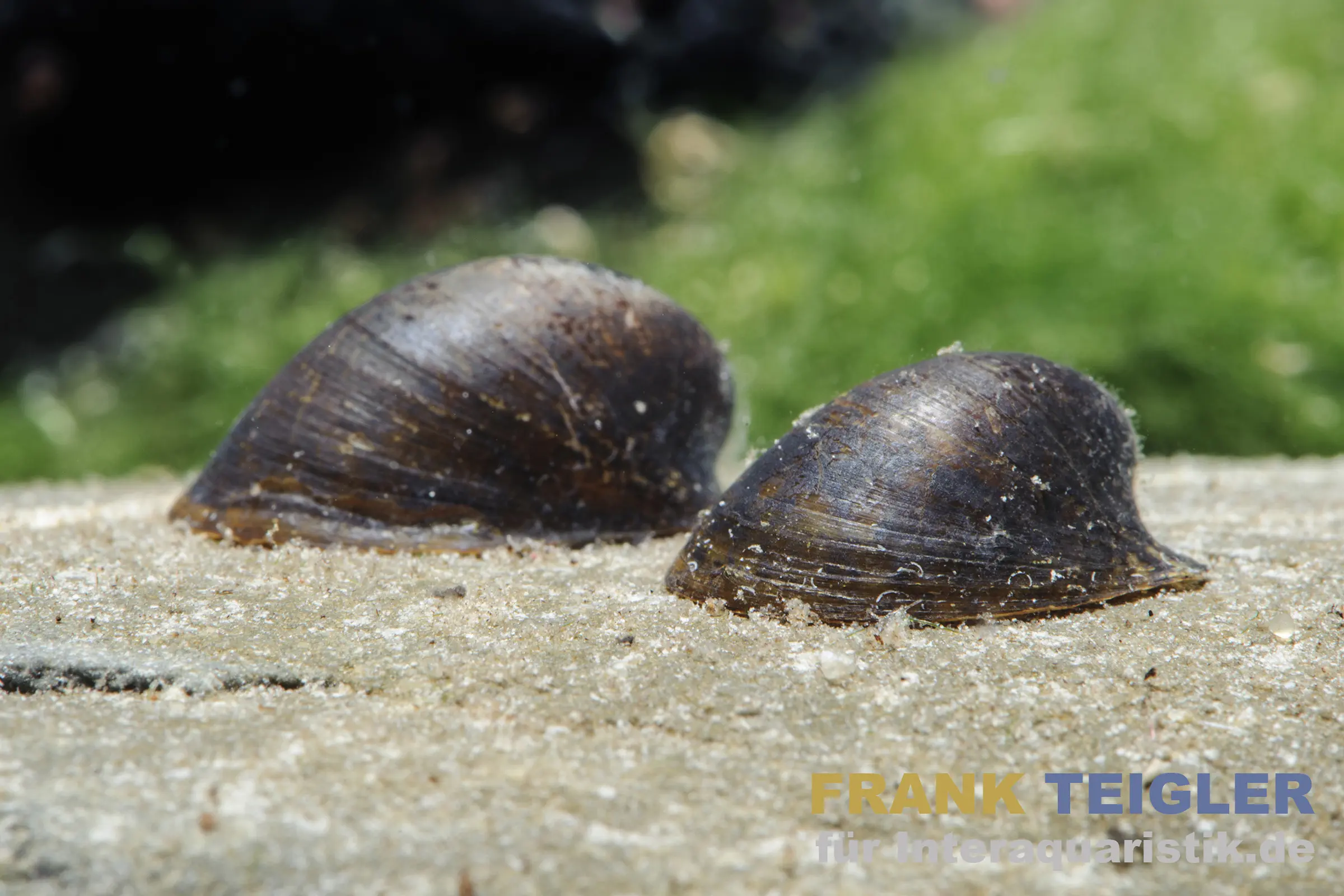 Fledermausschnecke, Neripteron auriculata (Batman-Schnecke)