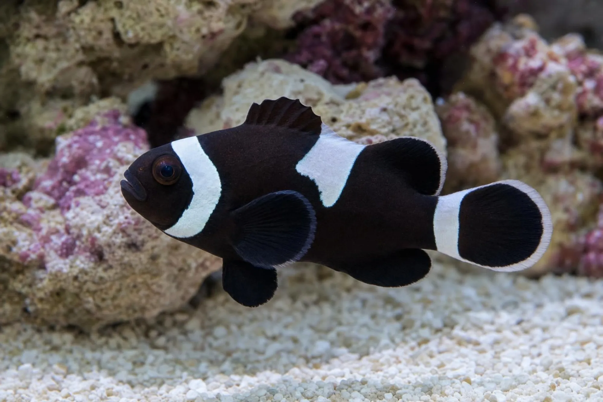 Ocellaris-Clownfisch „Black Misbar“, Amphiprion ocellaris, ca. 3,0-5,0 cm