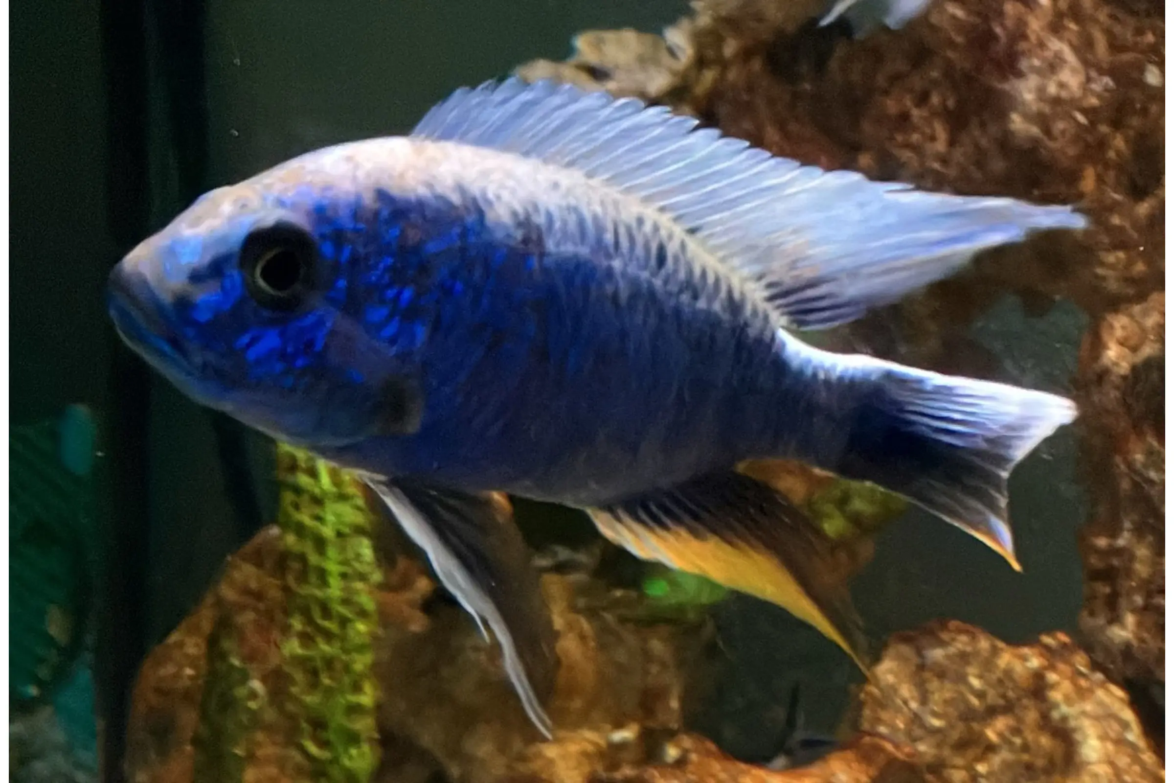 Eisberg-Azurcichlide, Sciaenochromis fryeri, ca. 4,0-6,0 cm