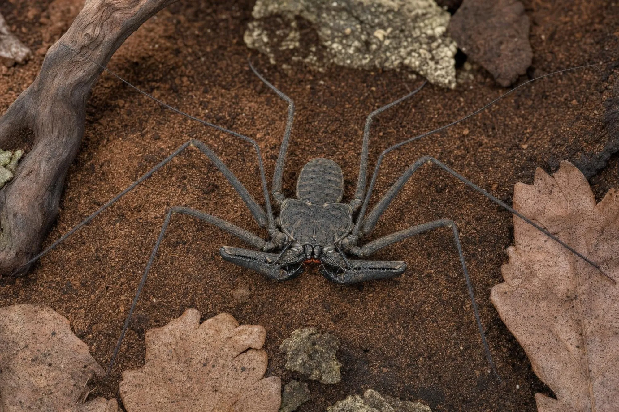 Westafrikanische Geißelspinne, Damon johnstonii