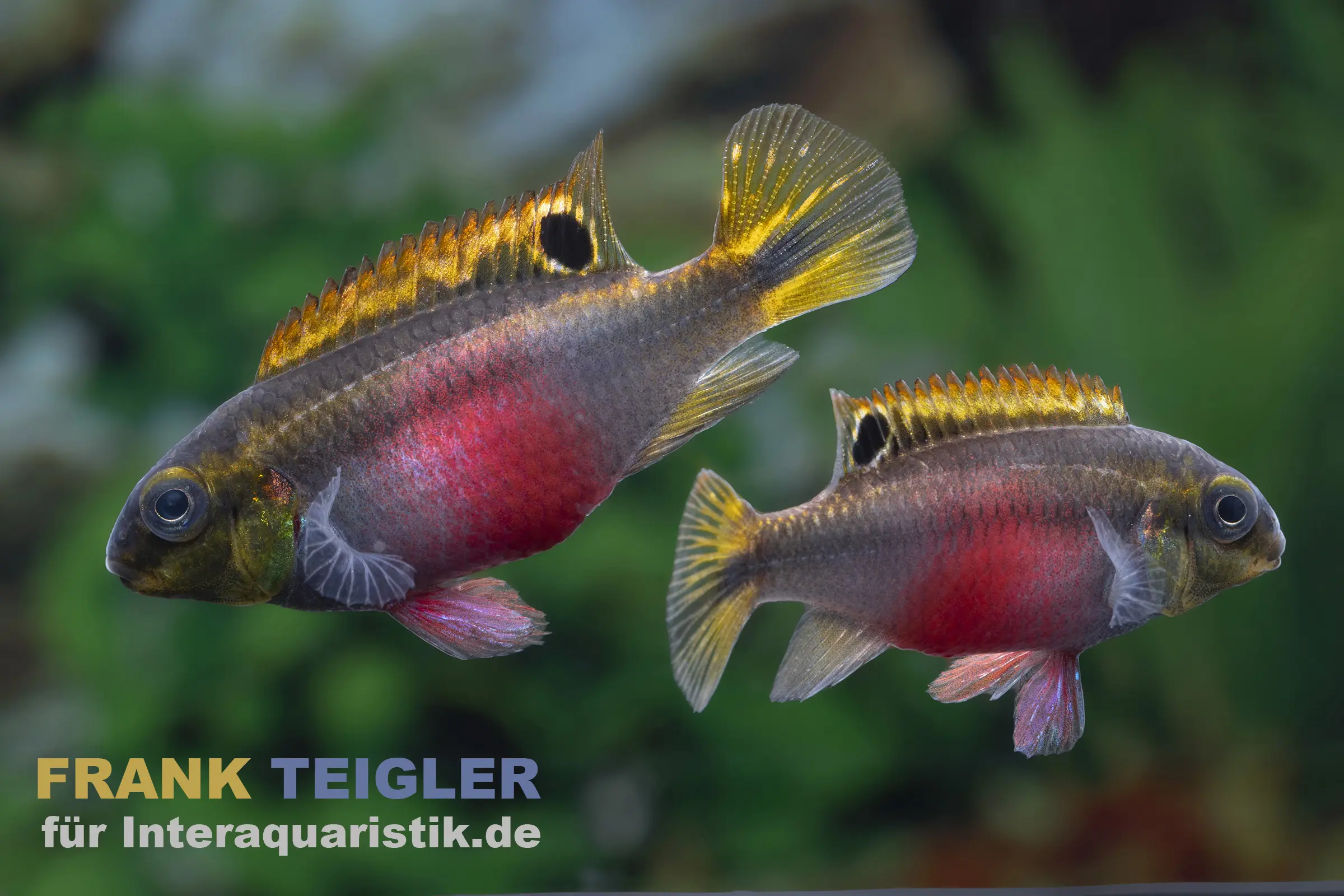 Purpurprachtbarsch „Super Red“, Pelvicachromis pulcher, ca. 3,0-4,0 cm
