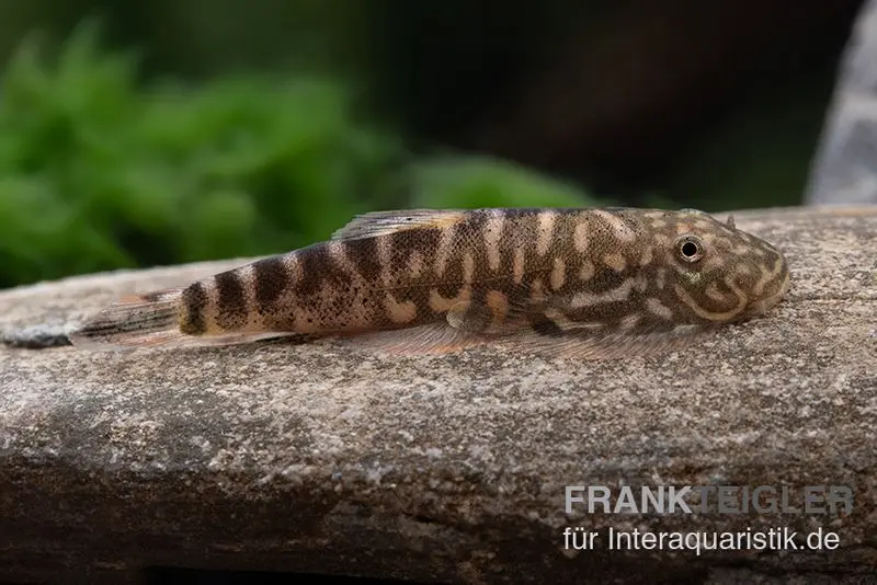 Zebra-Flossensauger, Gastromyzon zebrinus