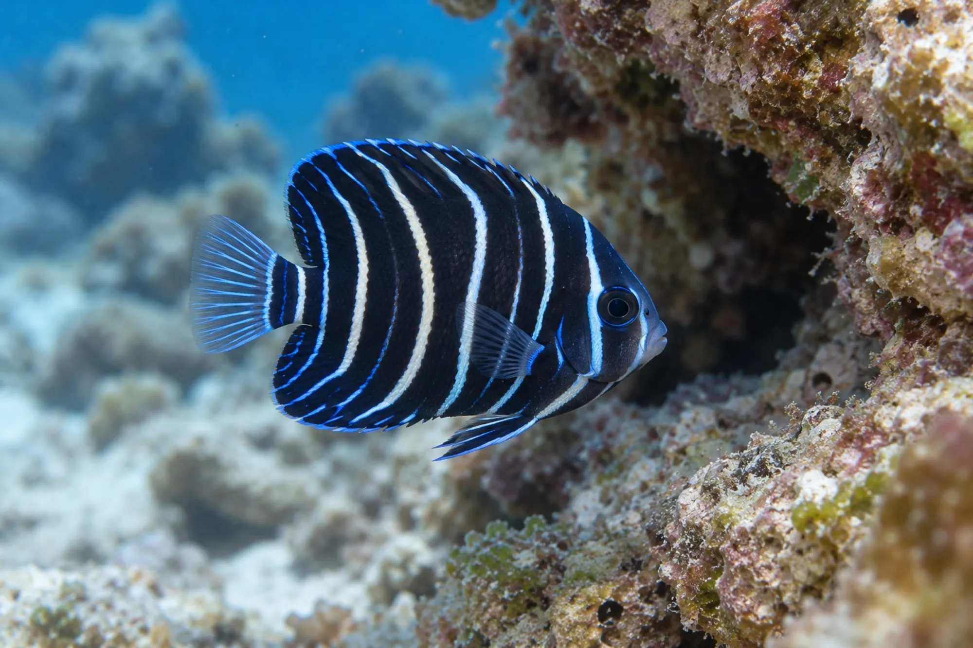 Arabischer Kaiserfisch Nachzucht, Pomacanthus maculosus