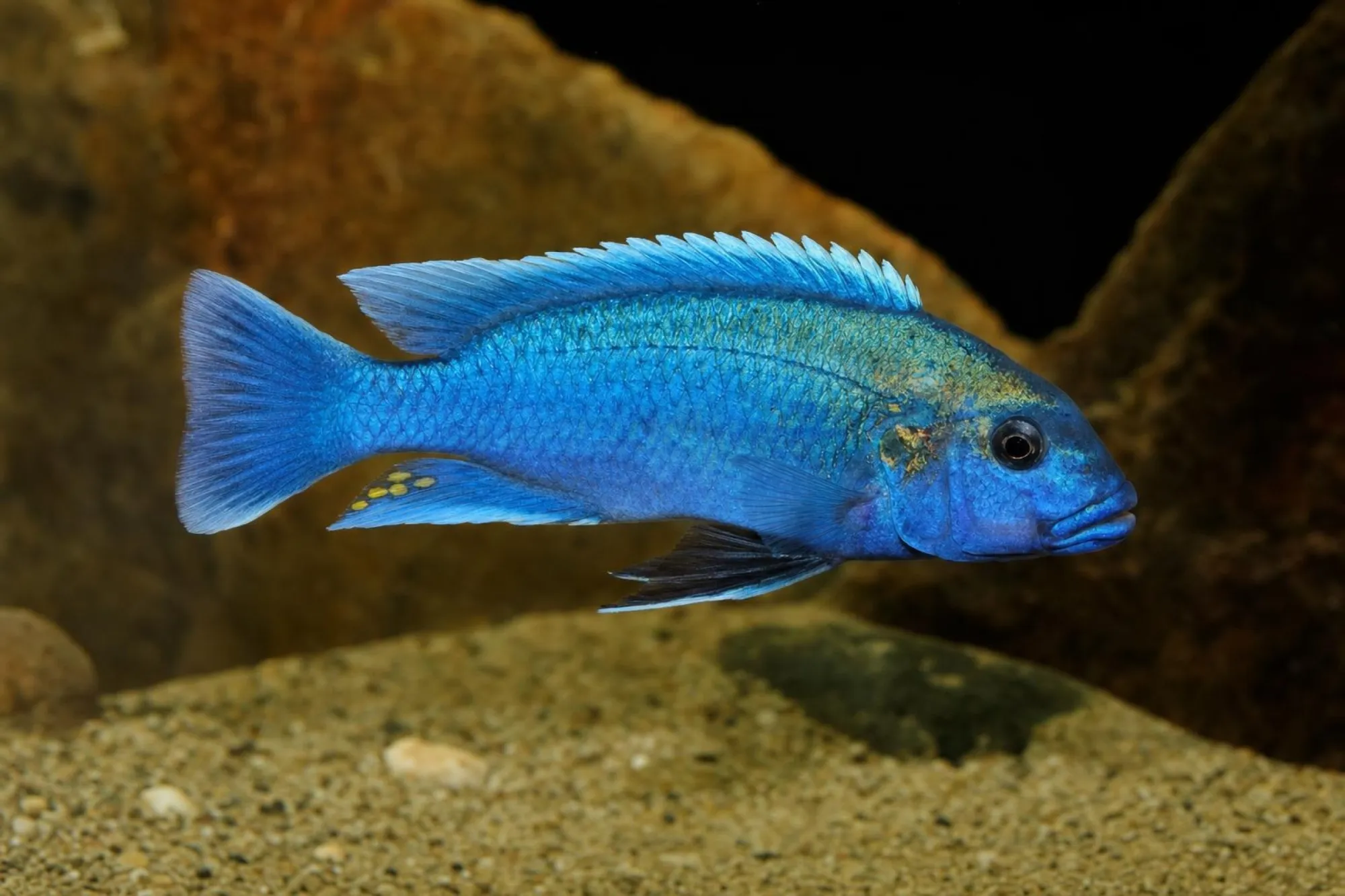 Chisumulu-Maulbrüter, Melanochromis elastodema