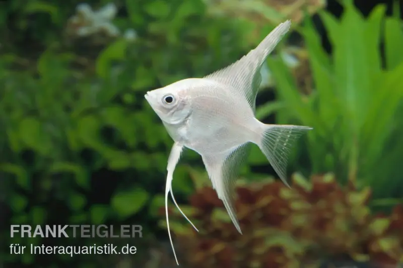 Platin-Skalar, Pterophyllum scalare, ca. 3,0-4,0 cm