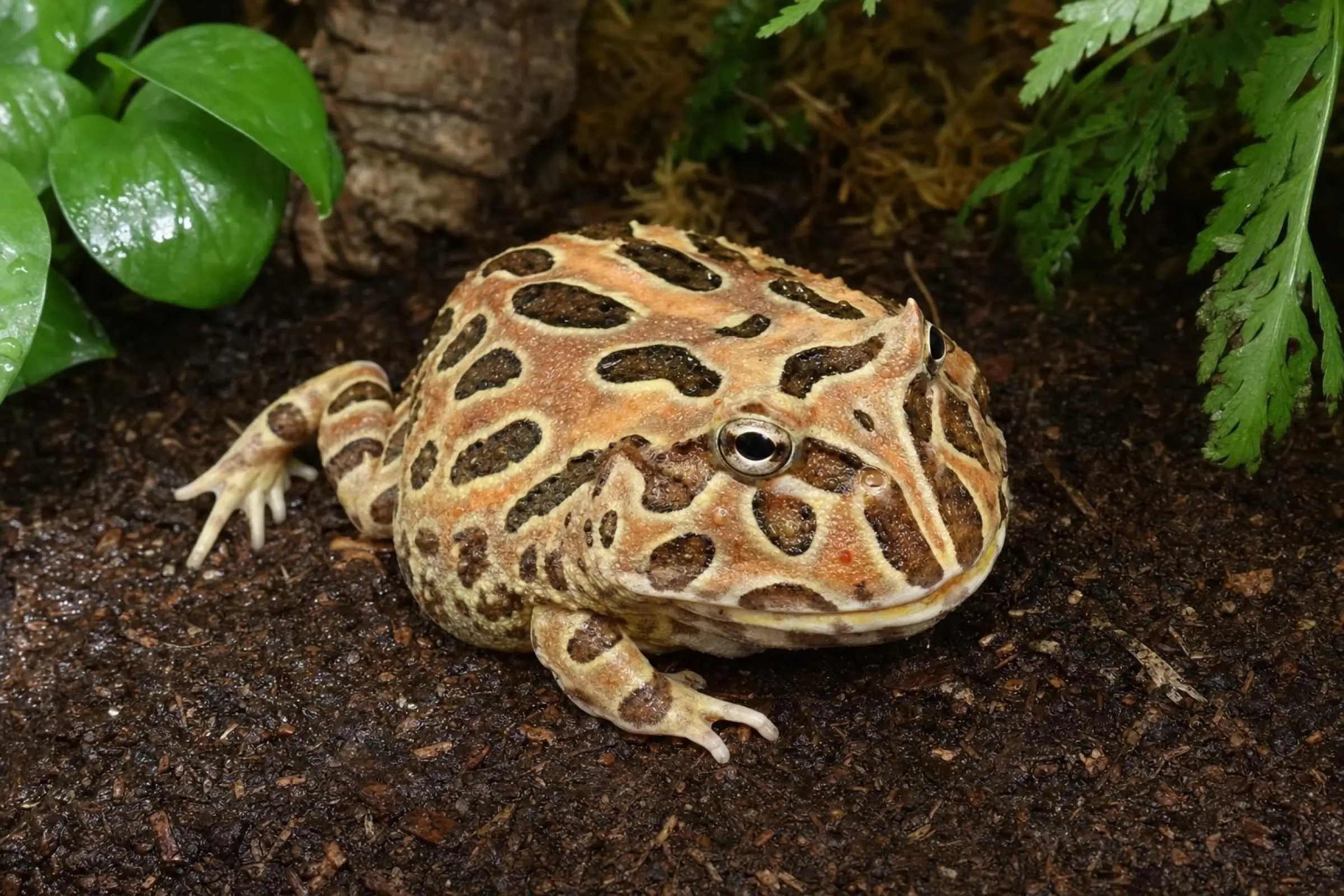 Coffee-Schmuckhornfrosch, Ceratophrys cranwelli