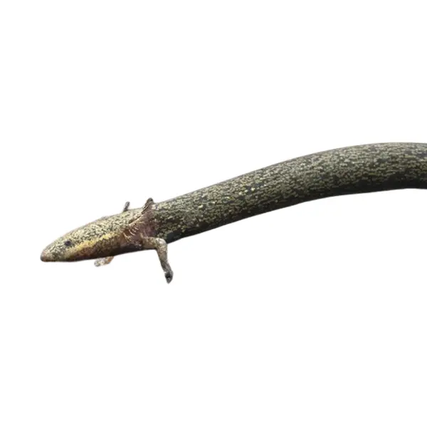 Rippenmolche (kein Landteil nötig)