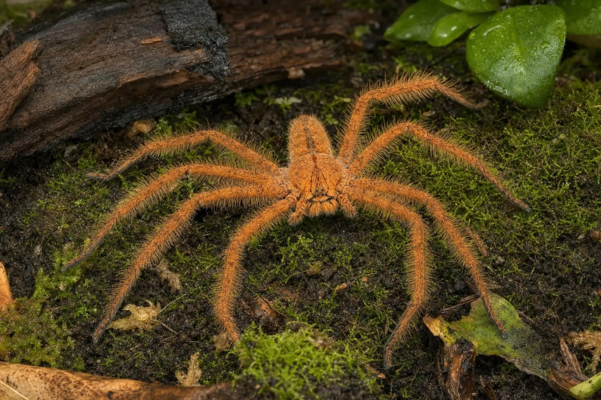 David-Bowie-Riesenkrabbenspinne, Heteropoda davidbowie