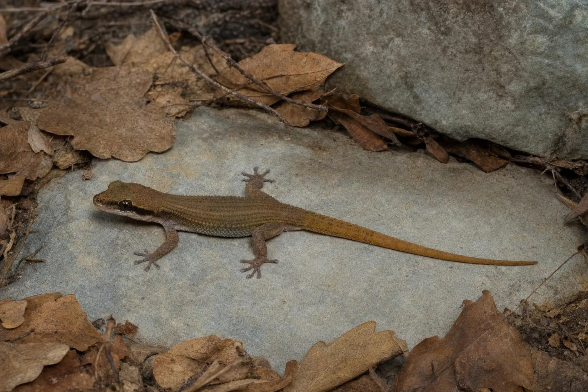 Schwarzflecken-Blattfingergecko, Dixonius melanostictus