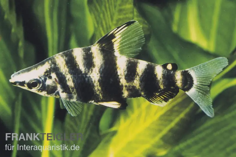 Brachsensalmler, Abramites hypselonotus, ca. 4,0-6,0 cm