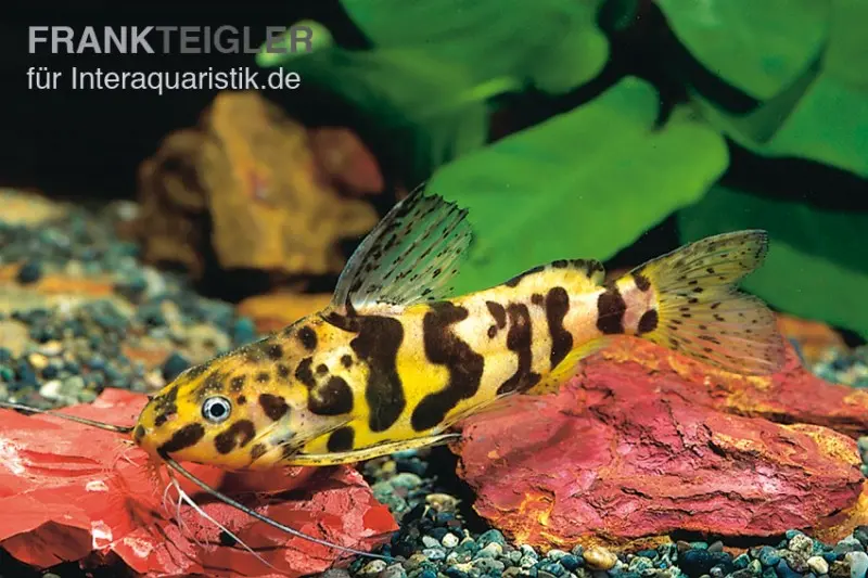 Marmorierter Fiederbartwels, Synodontis schoutedeni, 5-7 cm