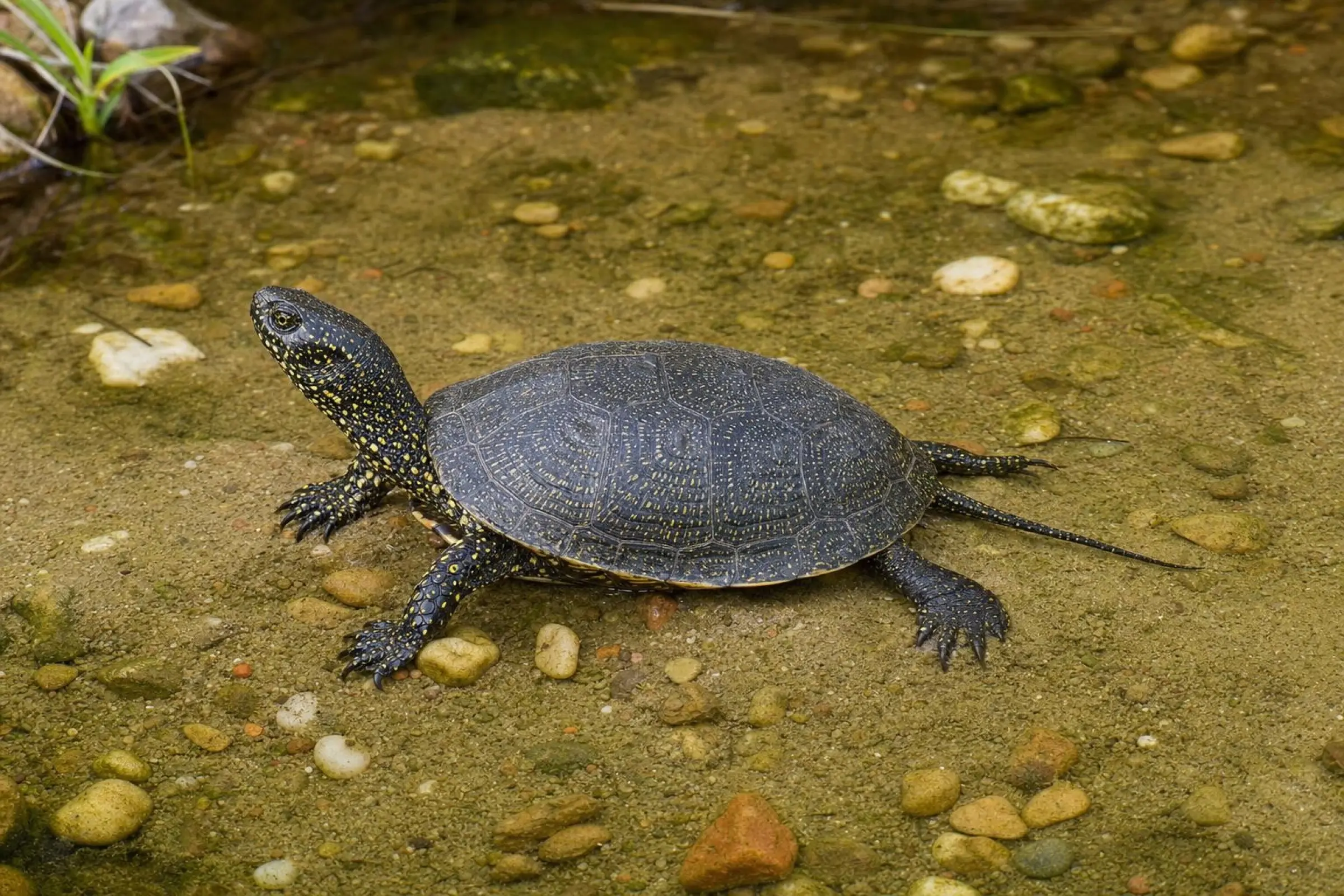 Europäische Sumpfschildkröte, Emys orbicularis